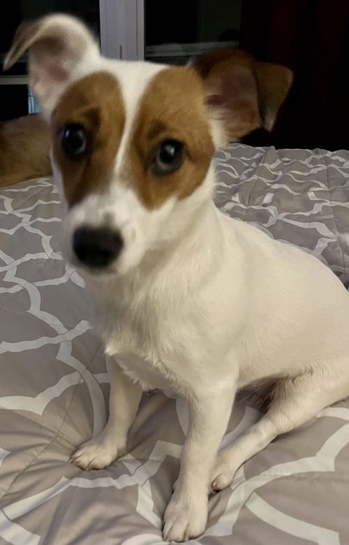Juno