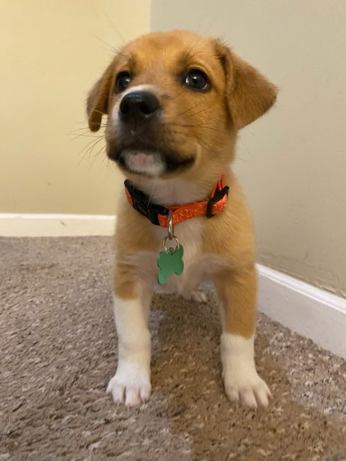 Willow