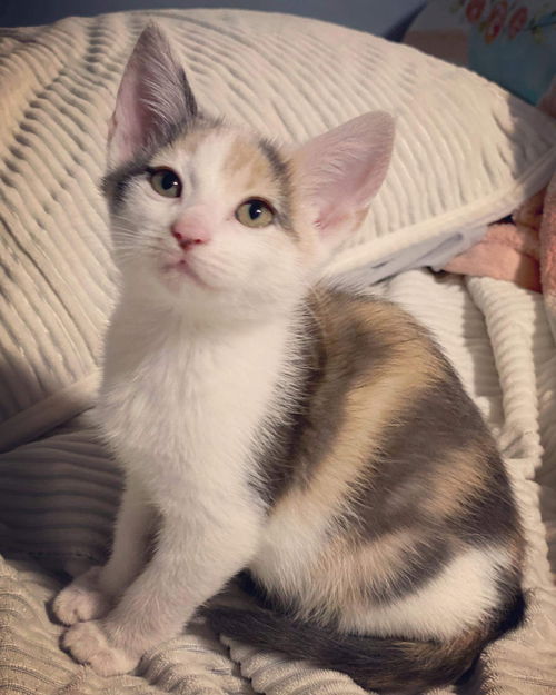 Luna kitty