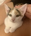Luna kitty
