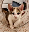 Luna kitty