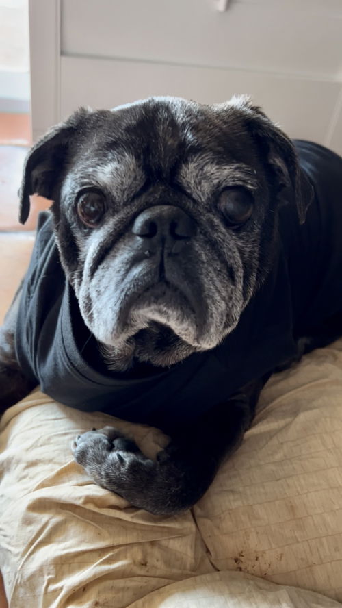 King Louie