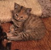 Cleo