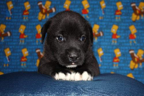 Homer
