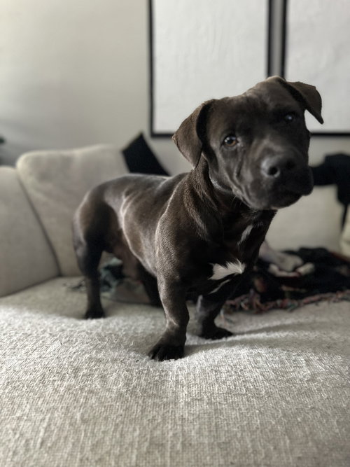 Brownie