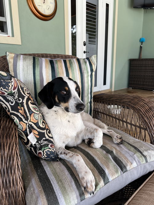 Cooper
