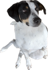 Cooper