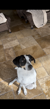Cooper