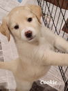 Cookie