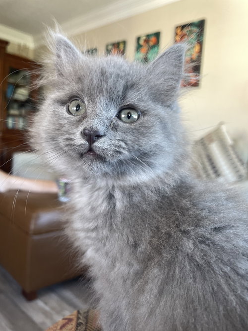 Smokey Joe