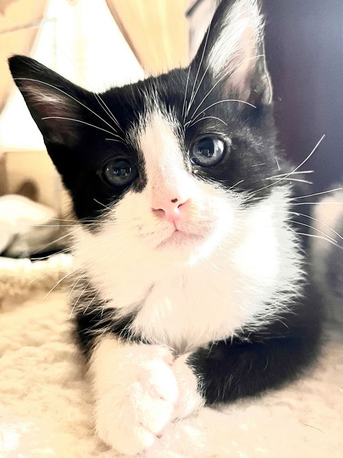 Meeko