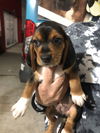 Gunner (Beagle)