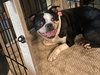 Dottie