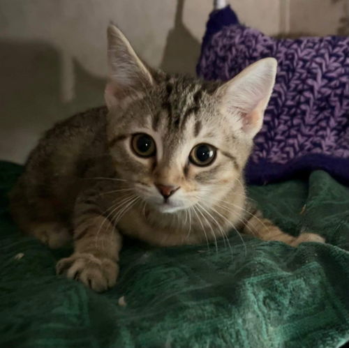 Piper