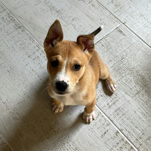 Bono