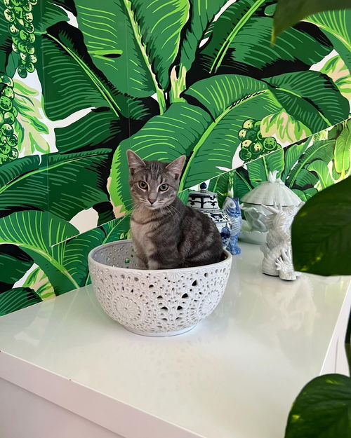 Rattan