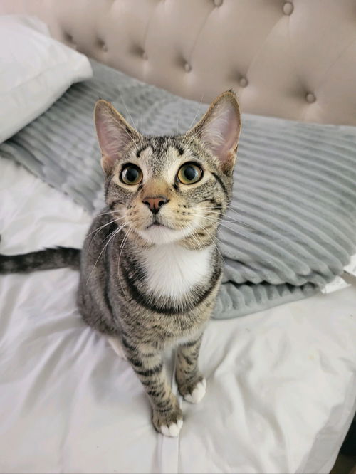 Kasper Kat