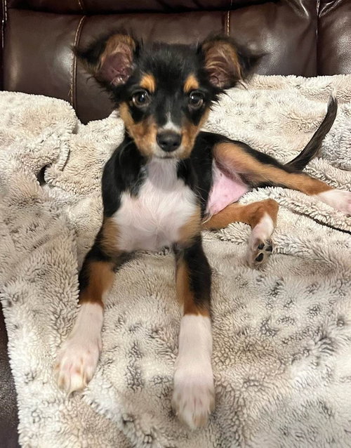 Charlie