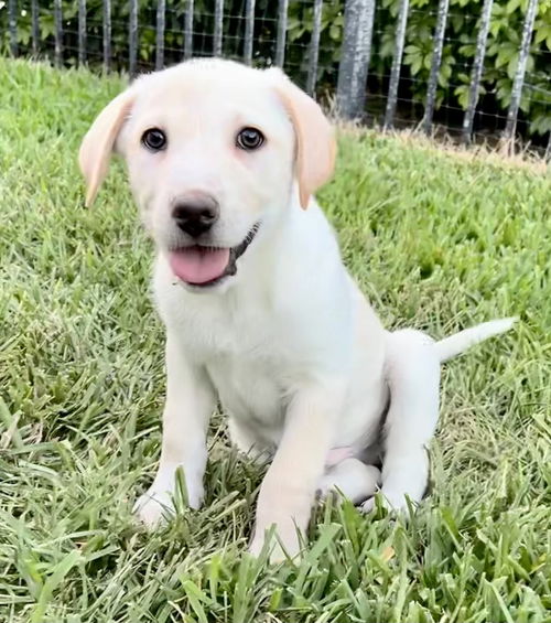 Simba