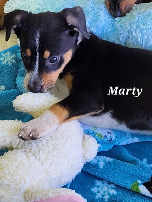 Marty