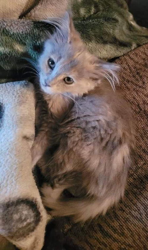 WILLOW