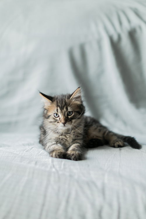 Taz