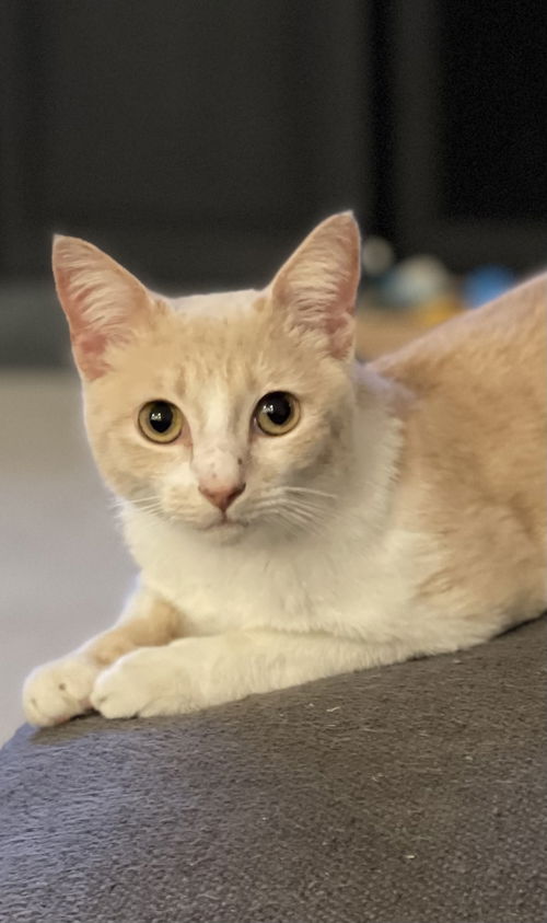 Finnegan