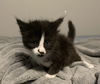 Morris