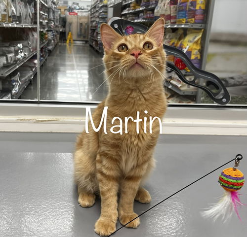 Martin