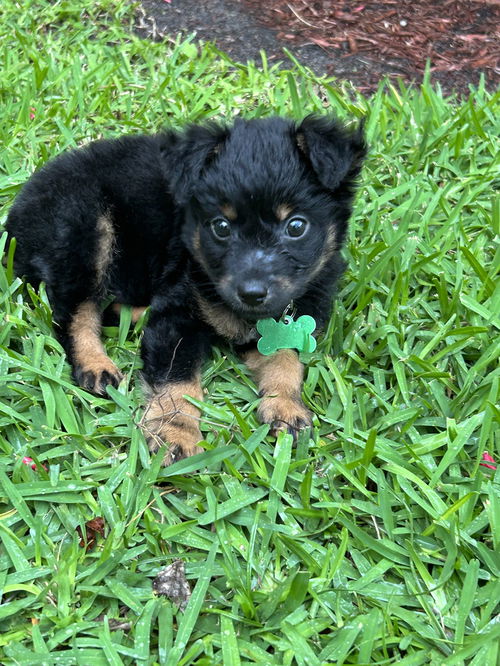 Axel