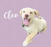 Cleo