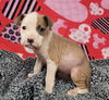 Sweet Pea (Puppy)