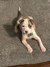 Sweet Pea (Puppy)