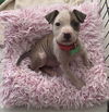 Sweet Pea (Puppy)