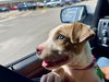 Sweet Pea (Puppy)