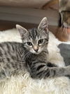 Harper