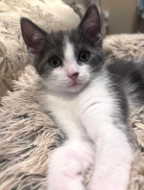Kona