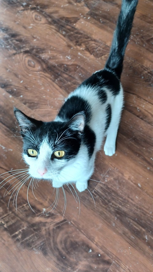 Sweet Pea (kitten)