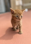 Duncan