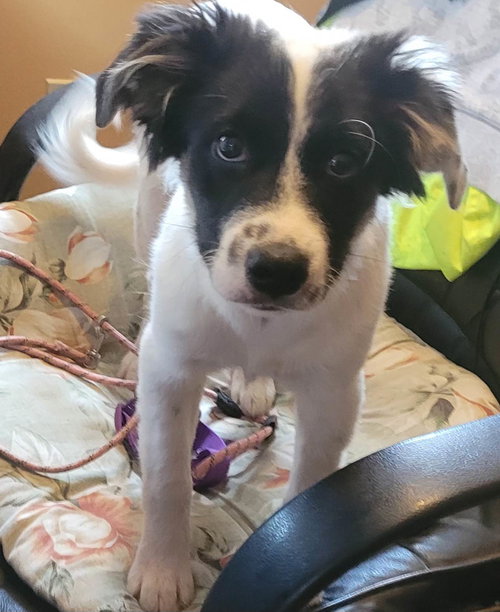 Josie