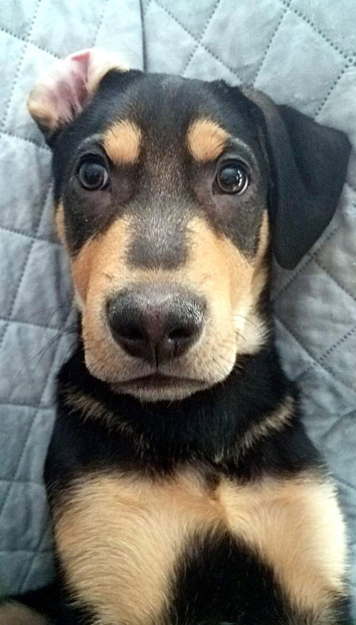 Bogey