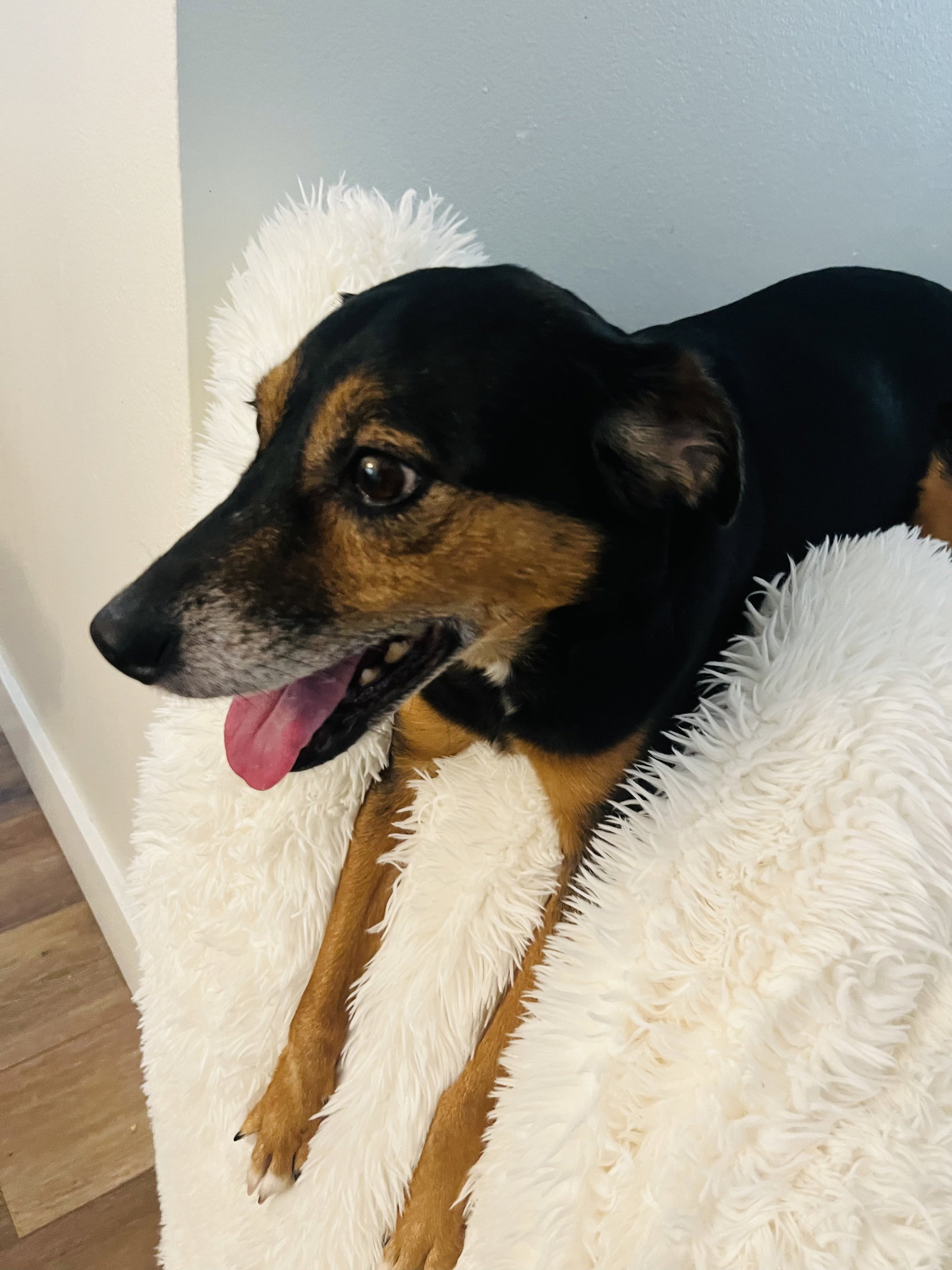Dog for Adoption Hershey, a Hound in Loxahatchee Groves, FL Alpha Paw
