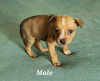 Max * (Puppy)