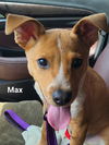 Max * (Puppy)