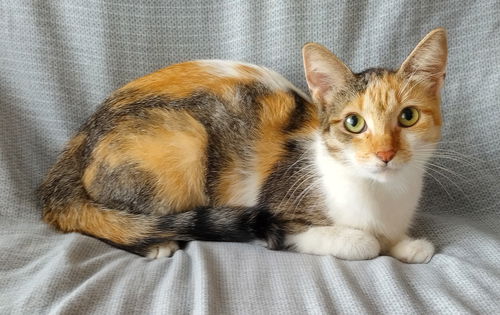 Duchess*