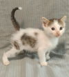 Berlioz *