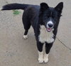 Stella