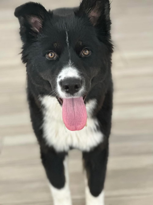 Stella