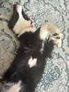 Stella
