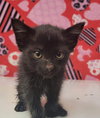 Black Bean